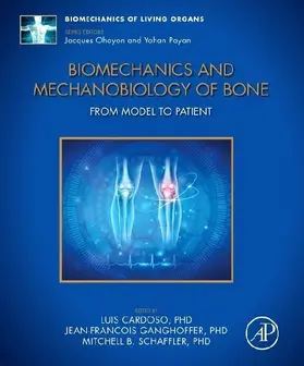Biomechanics and Mechanobiology of Bone