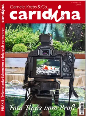 caridina