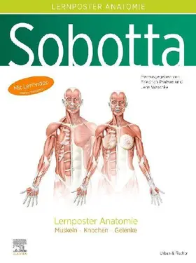 Sobotta Lernposter Anatomie
